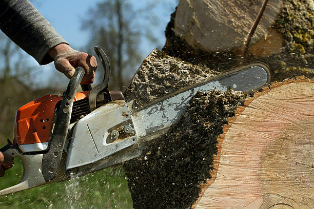 Best Tree Cutting Near Me  in Mccleary, WA